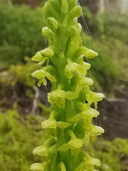 Platanthera pollostantha