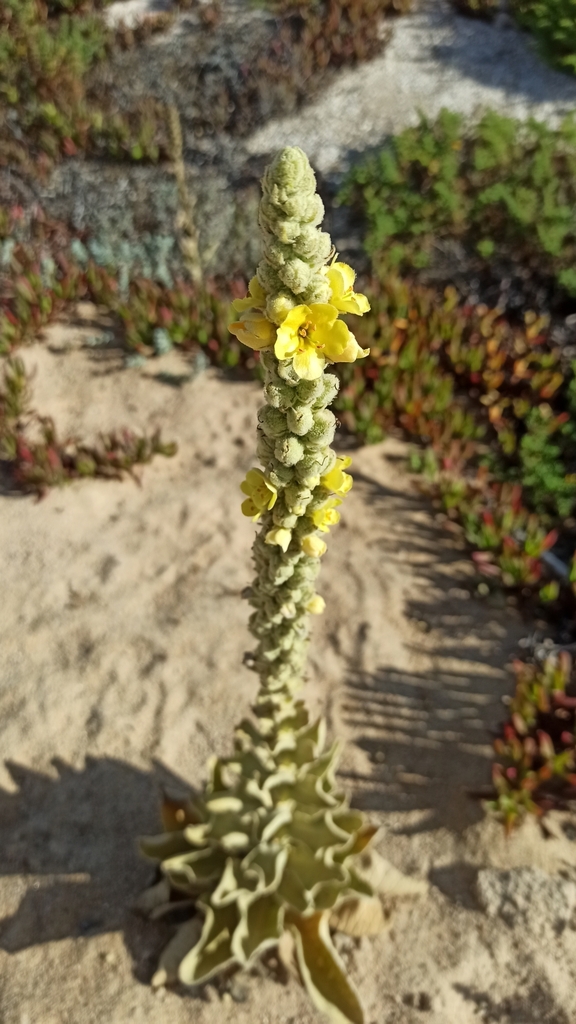 Verbascum litigiosum