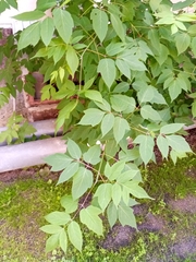 Acer negundo