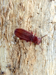 Platisus angusticollis