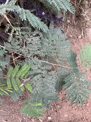 Vachellia xanthophloea