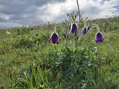 Pulsatilla ambigua