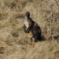 Osphranter robustus robustus