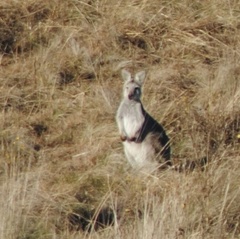 Osphranter robustus robustus