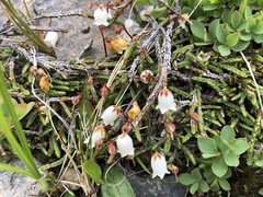 Cassiope lycopodioides