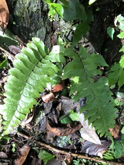 Hymenasplenium excisum