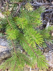 Persoonia chamaepitys