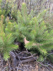 Persoonia chamaepitys