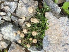 Antennaria monocephala