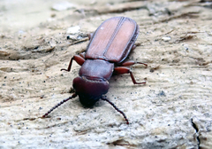 Platisus angusticollis