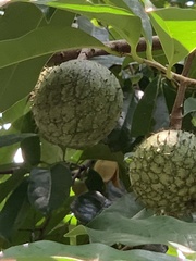 Annona montana