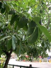 Annona montana