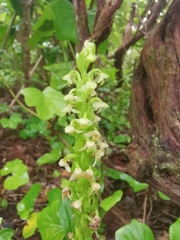 Platanthera pollostantha