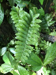 Hymenasplenium apogamum