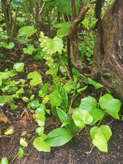 Platanthera pollostantha