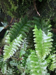 Hymenasplenium apogamum