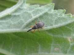 Pseudapion fulvirostre