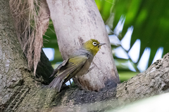 Zosterops lateralis tephropleurus