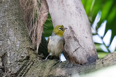 Zosterops lateralis tephropleurus