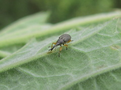 Pseudapion fulvirostre