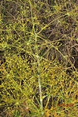 Ferula loscosii