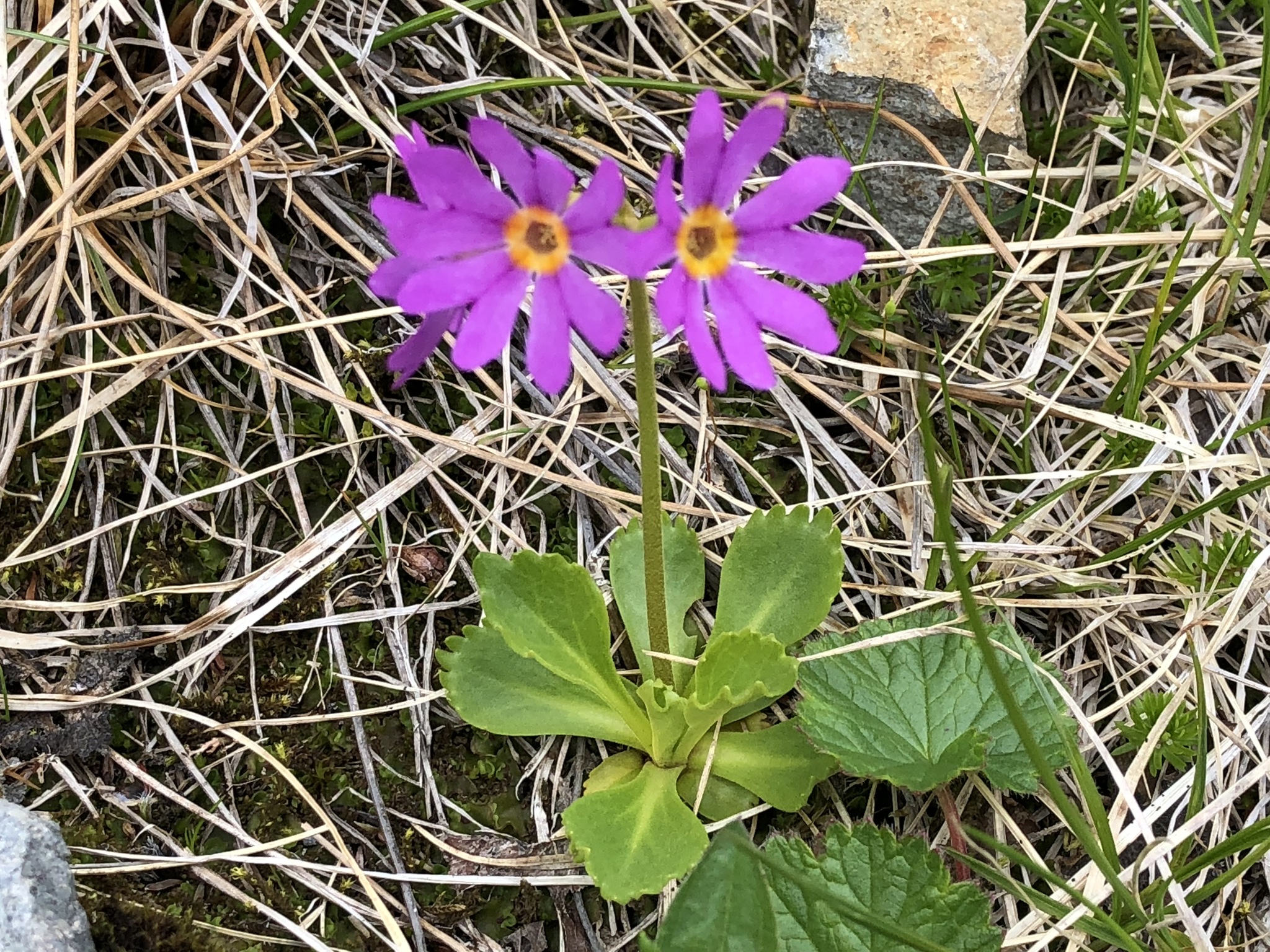 Primula cuneifolia