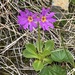 Primula cuneifolia - Photo (c) Jason Grant,  זכויות יוצרים חלקיות (CC BY), uploaded by Jason Grant