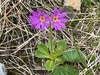 Wedge-leaf Primrose - Photo (c) Jason Grant, some rights reserved (CC BY), uploaded by Jason Grant