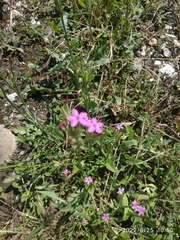 Dianthus armeria