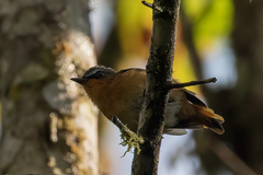 Cossyphicula roberti