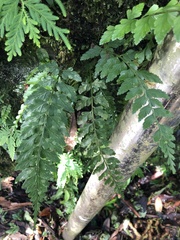 Asplenium cuneatiforme