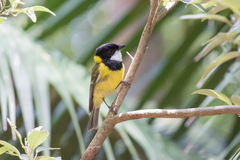 Pachycephala pectoralis contempta