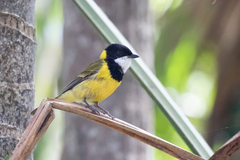 Pachycephala pectoralis contempta