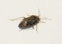 Psallus ambiguus