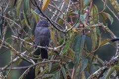Melaniparus funereus