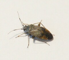 Psallus ambiguus