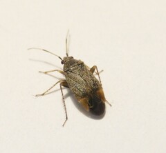 Psallus ambiguus