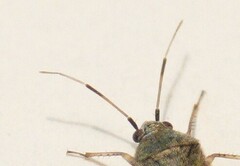 Psallus ambiguus