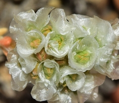 Paronychia aretioides