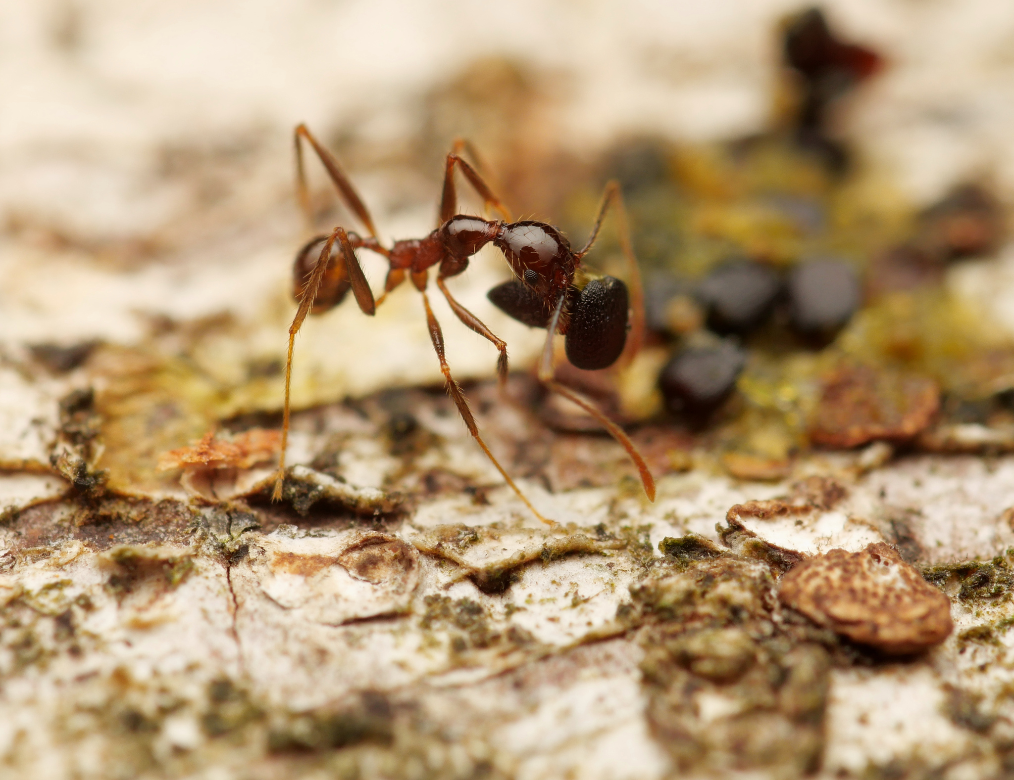 Pheidole hospes