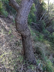 Eucalyptus cornuta