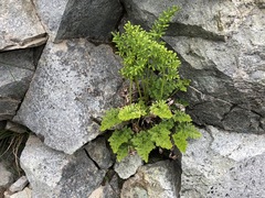 Cryptogramma sitchensis