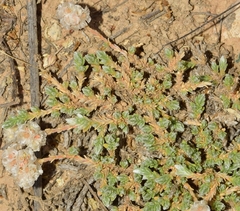 Paronychia aretioides
