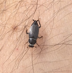 Phyllodromica megerlei