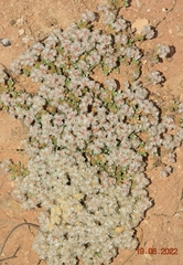 Paronychia aretioides
