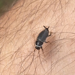 Phyllodromica megerlei