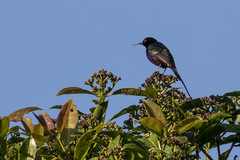 Nectarinia purpureiventris