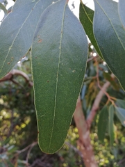 Eucalyptus cornuta