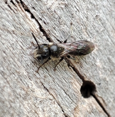 Chelostoma florisomne