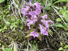 Pedicularis chamissonis